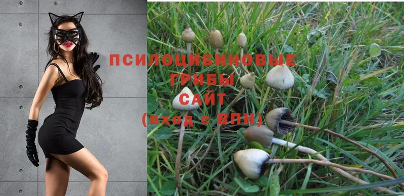 МЕГА сайт  Зея  Галлюциногенные грибы Psilocybe  наркошоп 